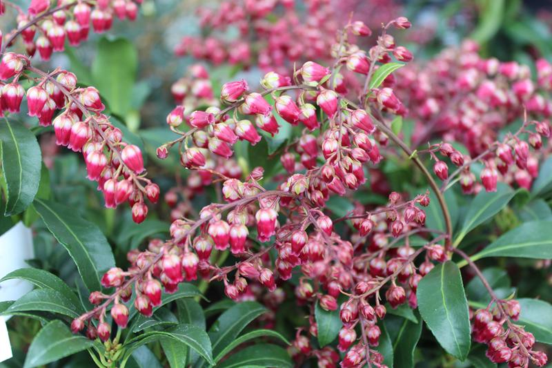 Pieris japonica 'Passion'-0