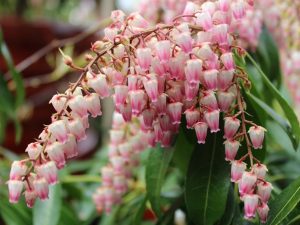 Pieris japonica 'Pink Delight'-0
