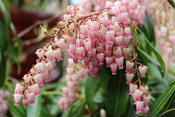 Pieris japonica 'Pink Delight'-0