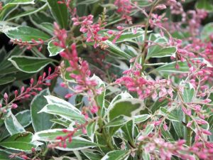 Pieris japonica 'Ralto'-0