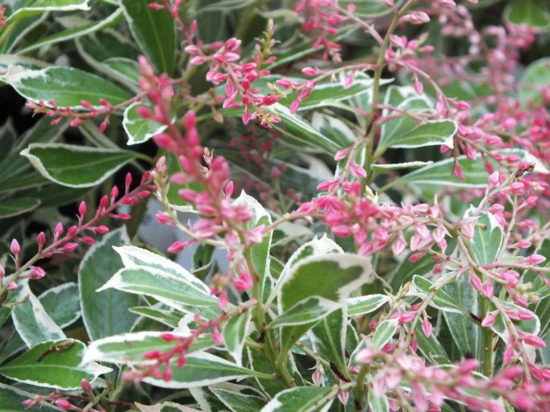 Pieris japonica 'Ralto'-0
