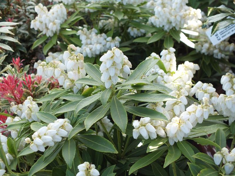 Pieris japonica 'Sarabande'-0