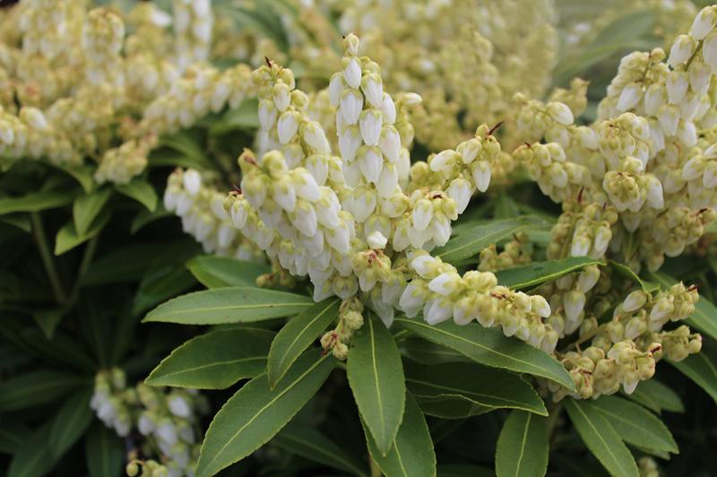 Pieris japonica 'Sarabande'-8786