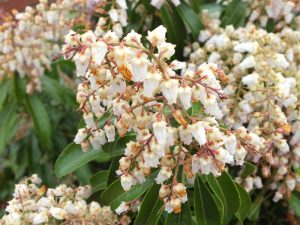 Pieris japonica 'Valley Rose'-0