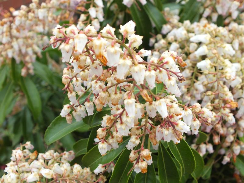 Pieris japonica 'Valley Rose'-0