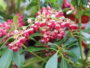 Pieris japonica 'Valley Valentine'-0