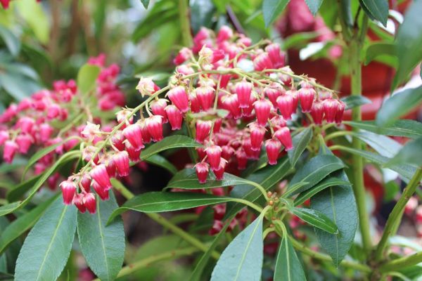 Pieris japonica 'Valley Valentine'-0
