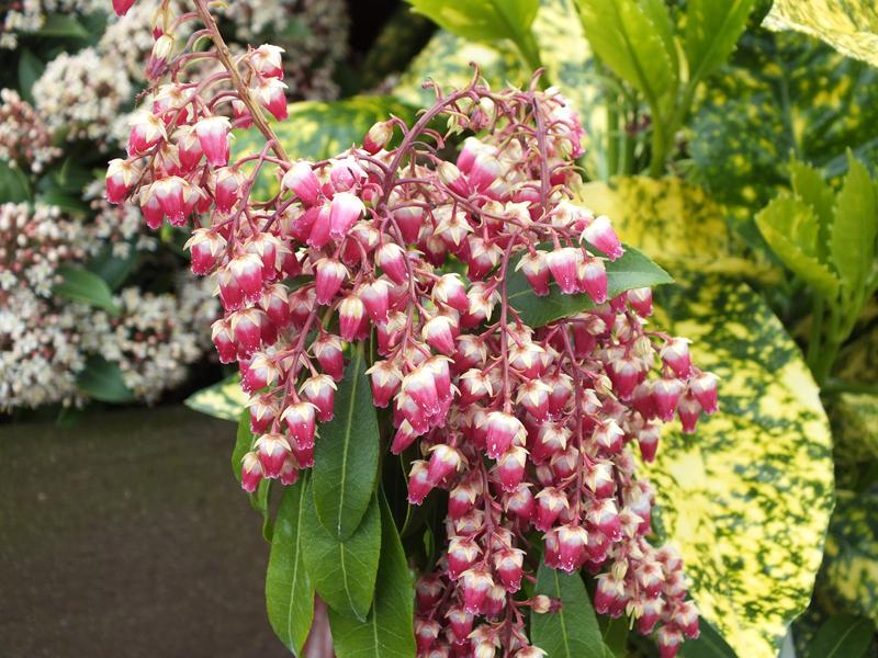 Pieris japonica 'Valley Valentine'-2031