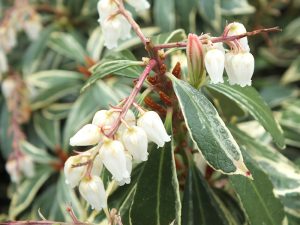 Pieris japonica 'Variegata' (10 litre)-0