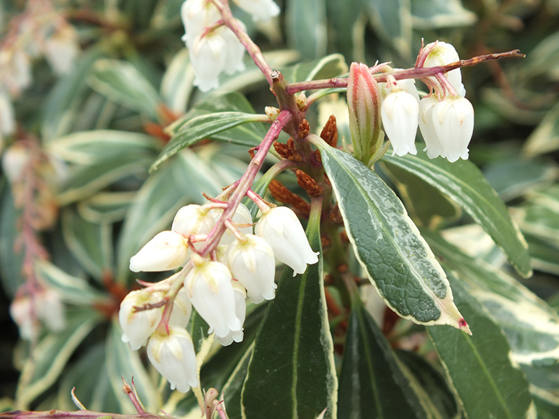 Pieris japonica 'Variegata' (10 litre)-0