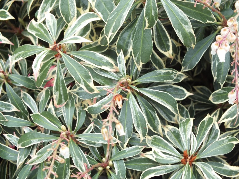 Pieris japonica 'Variegata' (10 litre)-3658