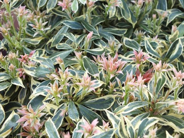 Pieris japonica 'White Rim'-0
