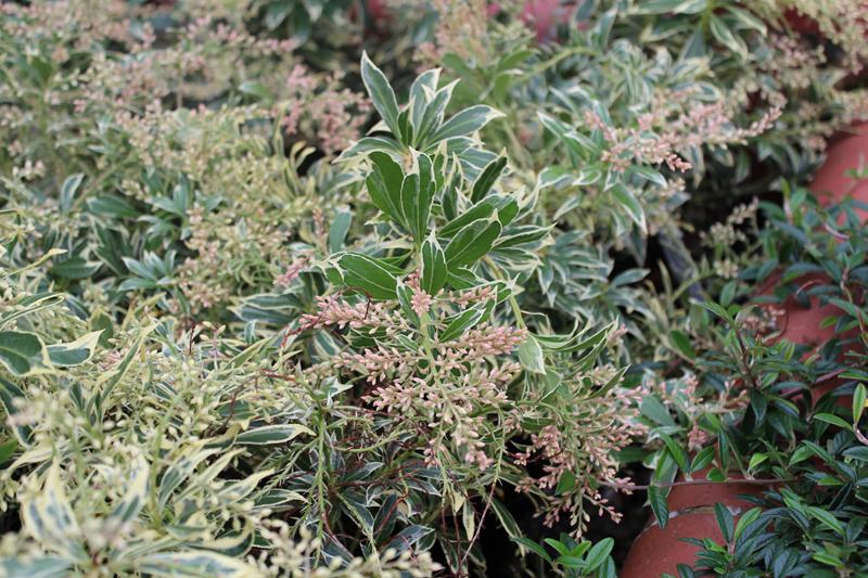 Pieris japonica 'White Rim'-7495