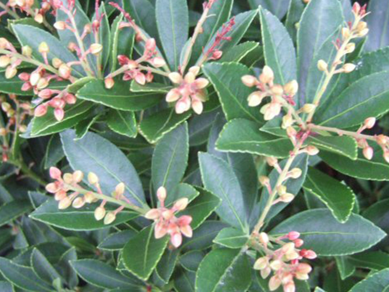 Pieris japonica 'Prelude'-2048