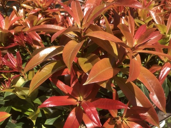 Pieris formosa 'Wakehurst'-0