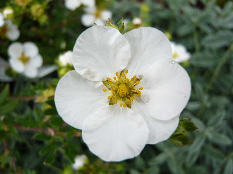 Potentilla fruticosa 'Abbotswood'-2021