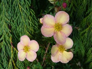 Potentilla fruticosa 'Daydawn'-0
