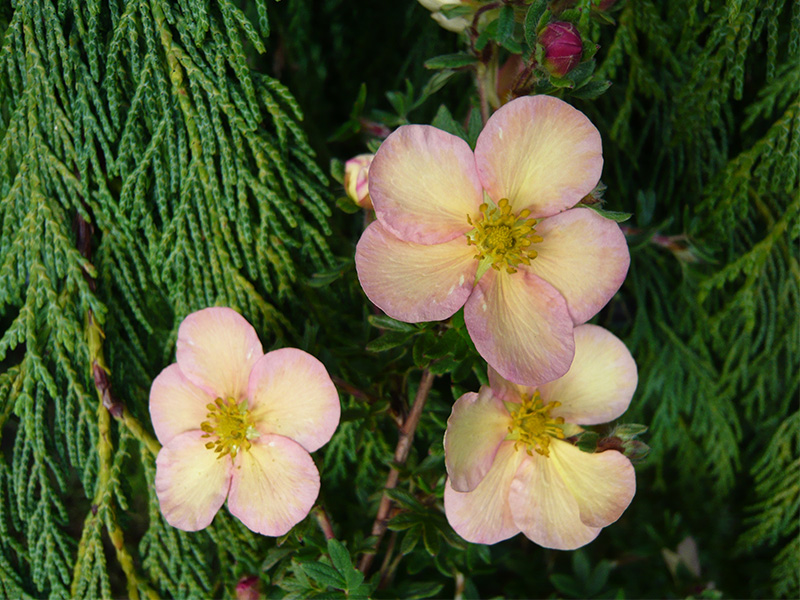 Potentilla fruticosa 'Daydawn'-0