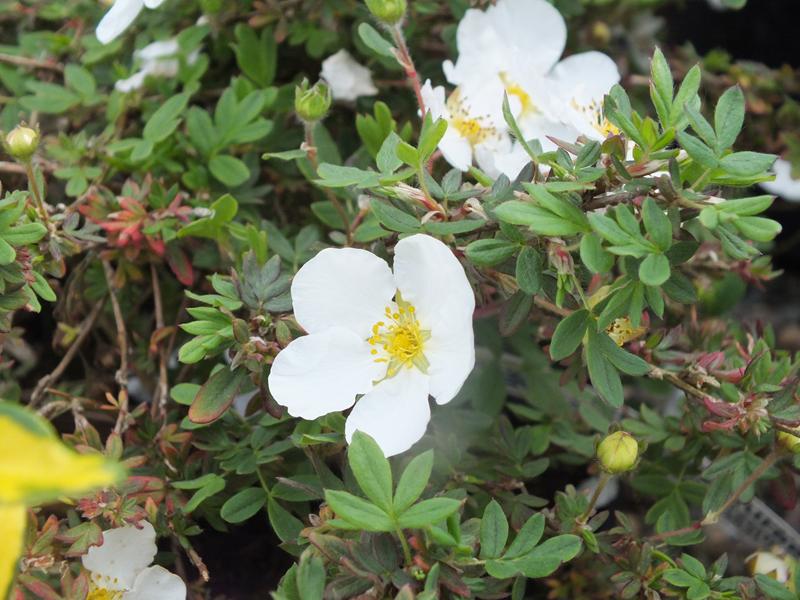 Potentilla fruticosa 'Abbotswood'-0