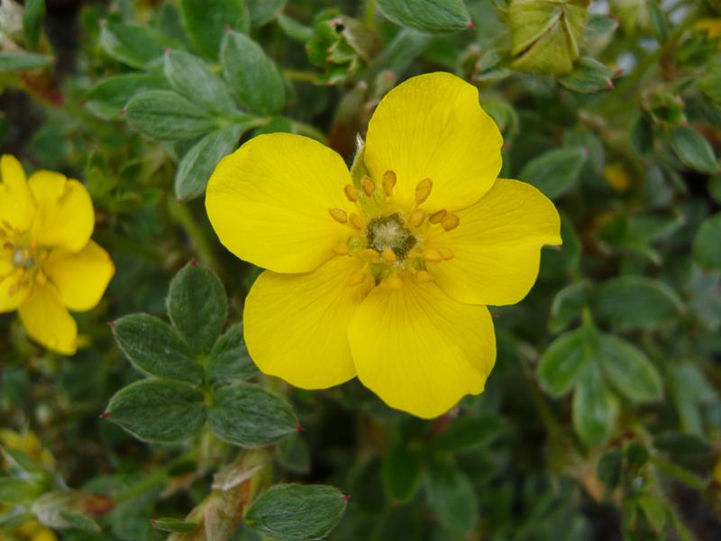 Potentilla fruticosa 'Beesii'-0