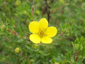 Potentilla fruticosa 'Chelsea Star'-0