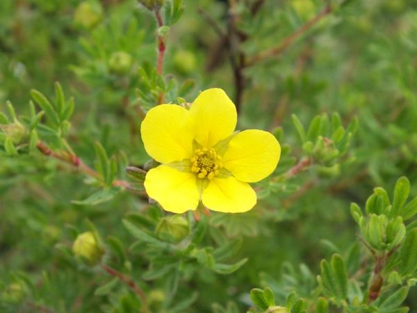 Potentilla fruticosa 'Chelsea Star'-0