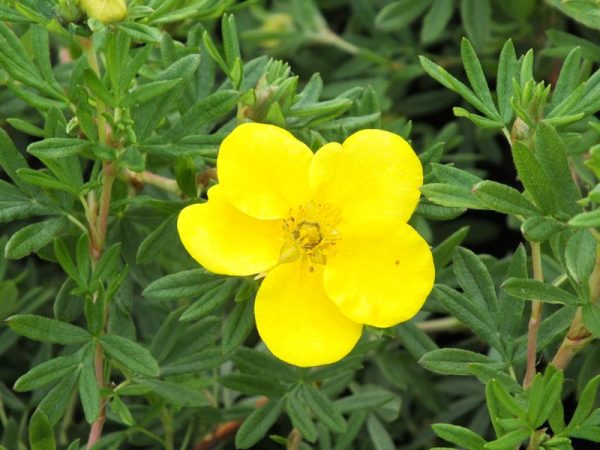 Potentilla fruticosa 'Goldfinger'-0