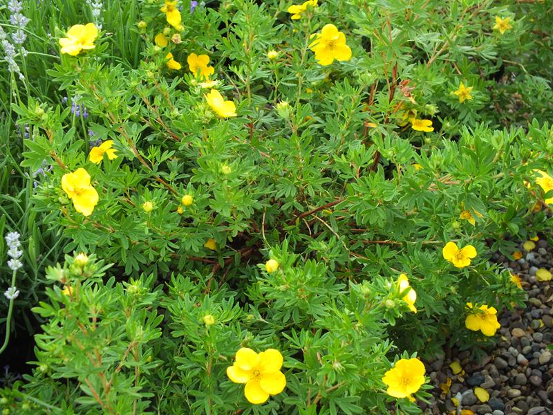 Potentilla fruticosa 'Goldfinger'-5580