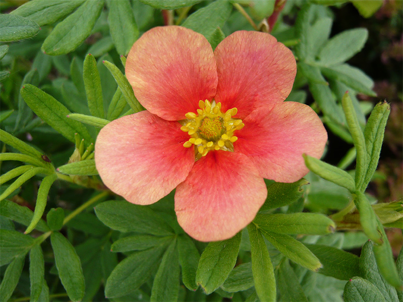 Potentilla fruticosa 'Setting Sun'-0
