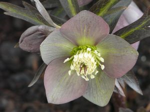 Helleborus purpurascens-0