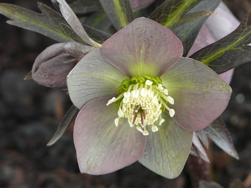 Helleborus purpurascens-0