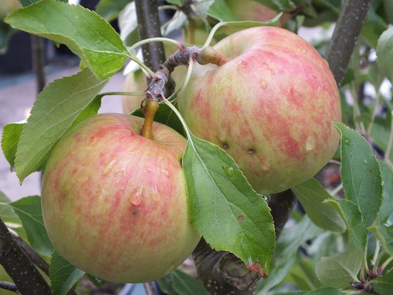 Malus domestica 'Red Falstaff' (PBR)-1843