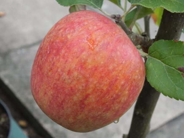Malus domestica 'Red Windsor' (PBR)-0