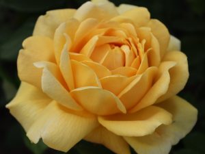 Rosa 'Golden Celebration' (Ausgold)-0