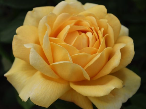Rosa 'Golden Celebration' (Ausgold)-0