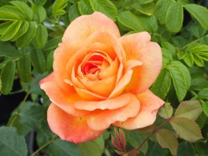 Rosa 'Lady of Shalott' (Ausnyson)-0