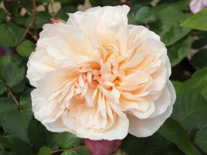 Rosa 'Lichfield Angel' (Ausrelate)-0