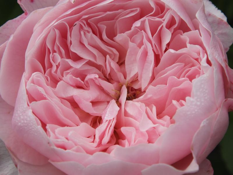 Rosa Wisley 2008 (Ausbreeze)-9164