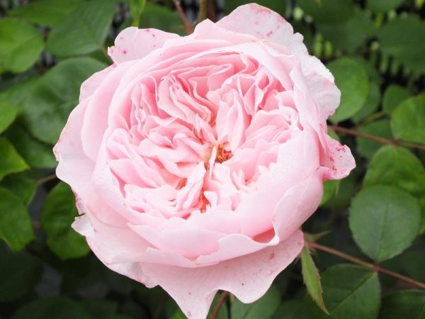 Rosa Wisley 2008 (Ausbreeze)-0