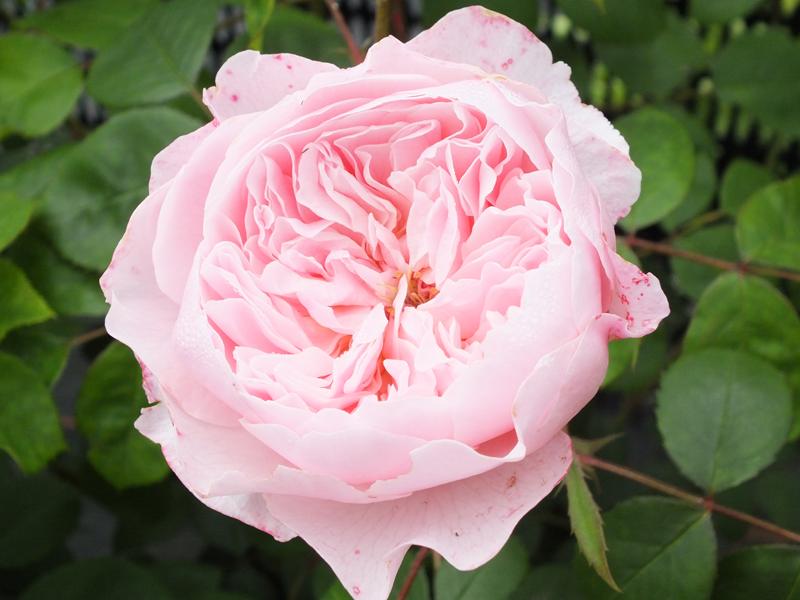 Rosa Wisley 2008 (Ausbreeze)-0