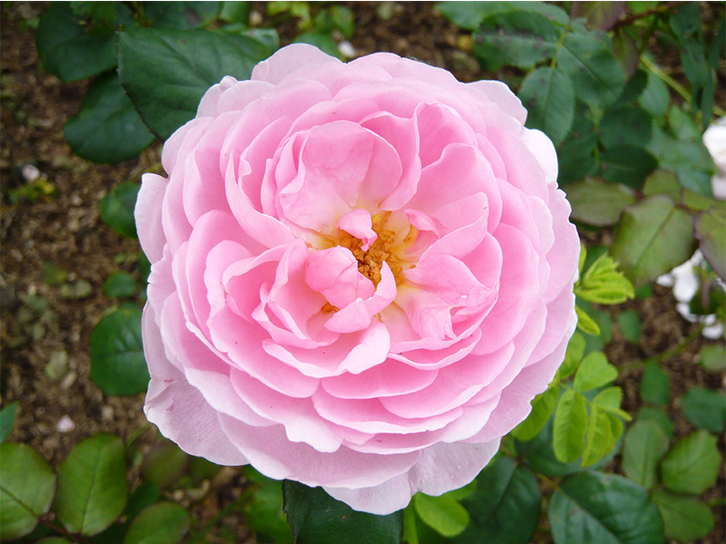 Rosa 'Scepter'd Isle' (Ausland)-4599