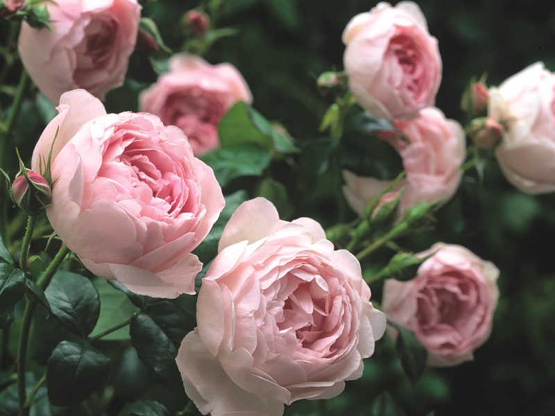 Rosa 'Scepter'd Isle' (Ausland)-0