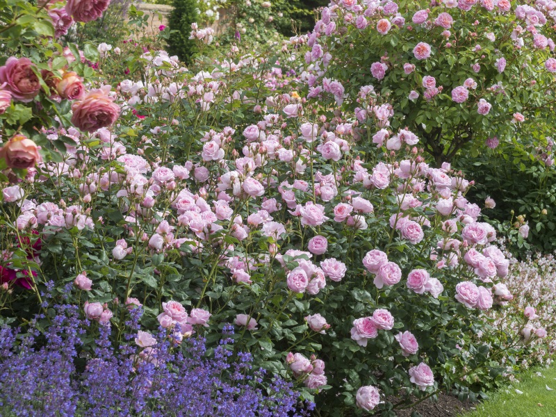 Rosa 'Scepter'd Isle' (Ausland)-10842