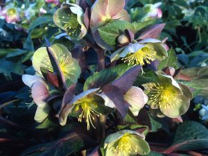 Helleborus x sternii Ashwood Strain-0