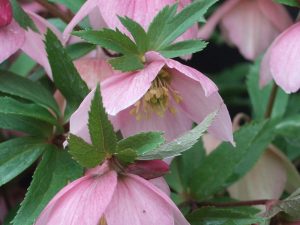 Helleborus thibetanus-0