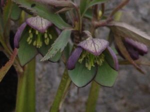 Helleborus torquatus