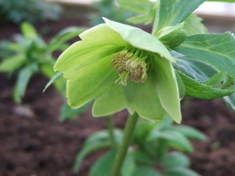 Helleborus viridis-0