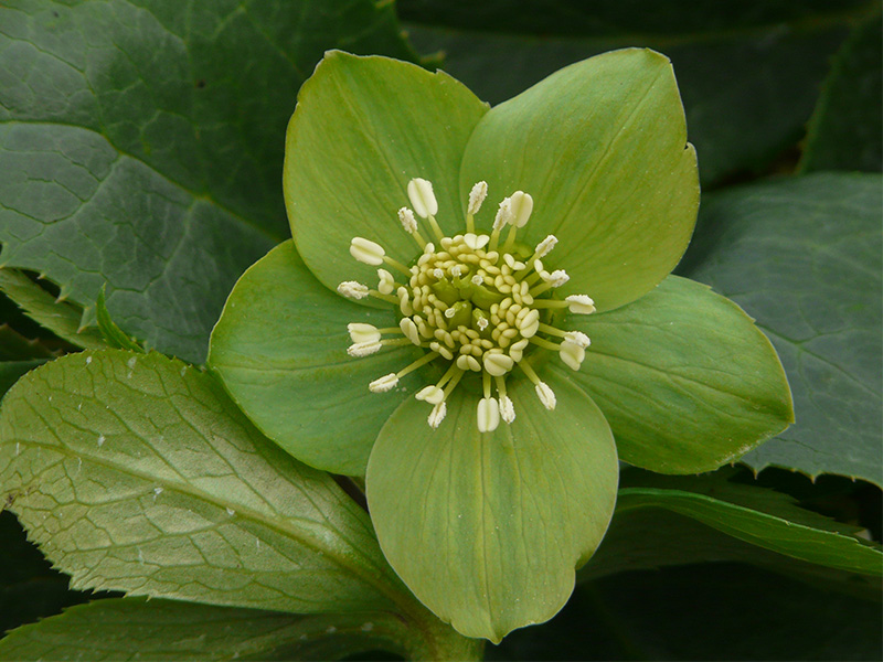 Helleborus viridis-1790