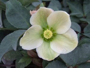 Helleborus 'Ivory Prince'-0