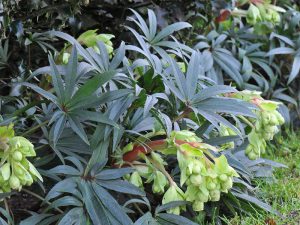 Helleborus foetidus Wester Flisk Group-0
